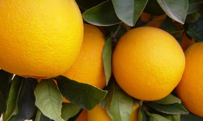 东方现代农业收购江西354公顷脐橙种植园