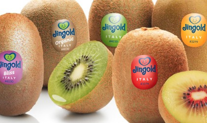 意大利猕猴桃产季开启  Jingold三大品种供应亚洲