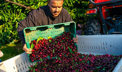 智利樱桃新季产量或达29万吨 鲜桃油桃产量或减少至15万吨