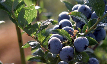 加拿大蓝莓本季丰产 中国市场提升空间很大
