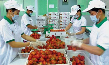 越南水果出口额的16%为转出口中国的泰国产品