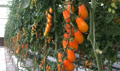 荷兰瑞克斯旺特色番茄品种走俏中国 波比番茄王国产品销售现已全国铺开