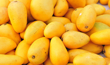 乌鲁木齐首次进口巴基斯坦水果 1.03吨芒果48小时内上市