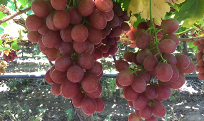 南非ASV Farms：向亚洲市场供应多样化优质葡萄