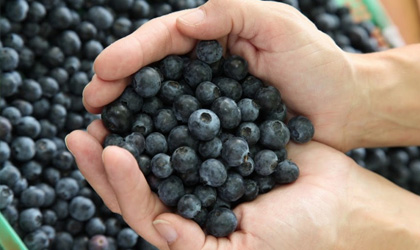 阿根廷蓝莓对华出口关税减半至15% 中国市场竞争力看好