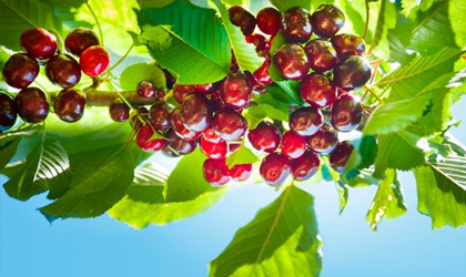 澳大利亚樱桃：产量增长20%达1.8万吨 大陆樱桃谨慎试水对华空运