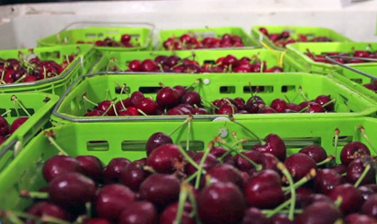 智利樱桃出口预期大幅下调 8147万箱总量或低于上季水平