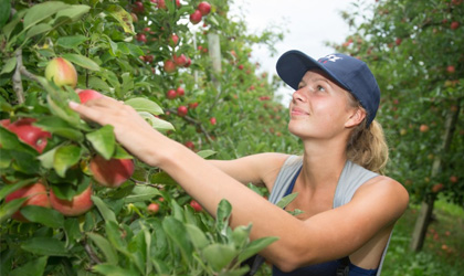 新西兰T&G加入应对气候变化育种项目 商业化发展耐高温抗旱水果品种