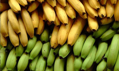 菲律宾香蕉：Unifrutti融资1900万美元棉兰老岛开发700公顷全新种植地