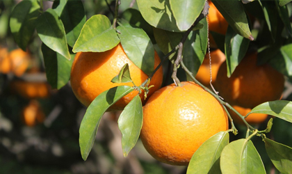 智利柑橘积极推进中国市场开放进程 澳洲柑橘业在华地位或受威胁