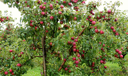 新西兰T&G：开启玫瑰色的苹果季 今年产量或达700万箱