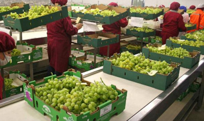 秘鲁Ecosac本季出口葡萄1450货柜 中国市场无籽葡萄需求持续增长