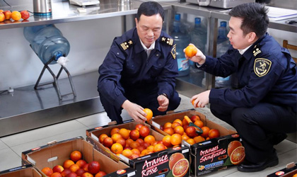 意大利西西里血橙首次空运输华  填补重庆血橙产季缺口