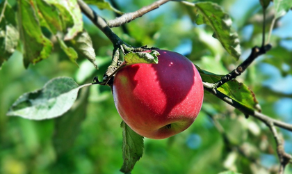 中国与保加利亚签署协议开展苹果种植等农业领域合作