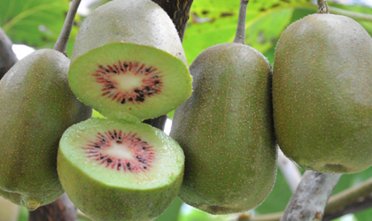 贵州2018年水果产值达168亿元 六盘水出口540吨红心猕猴桃