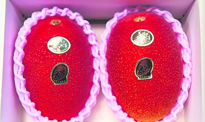 日本高端芒果“太阳蛋”拍卖 两颗50万日元再创纪录