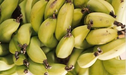 柬埔寨香蕉每月输华60货柜  黄香蕉对华出口快速增长