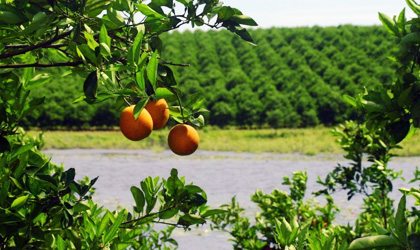 佛罗里达柑橘：最新产量预测下调 行业期待复苏