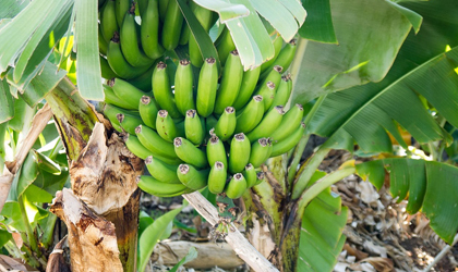 越南黄英嘉莱集团加大香蕉投资 预计今年日均销售额超过40万美元