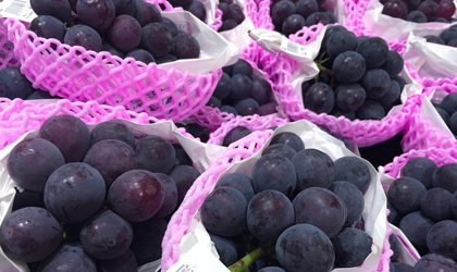 日本长野葡萄进行功能性标注申报 高价健康水果吸引消费者买单