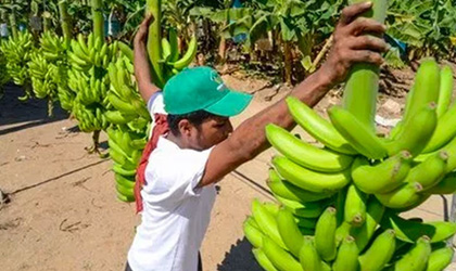墨西哥香蕉获中国准入协议 年底之前下发首批出口许可