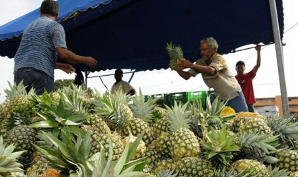 巴拿马菠萝：七家巴拿马公司获批向中国出口菠萝