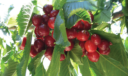 希腊樱桃：本季产品质量良好 中国市场指日可待
