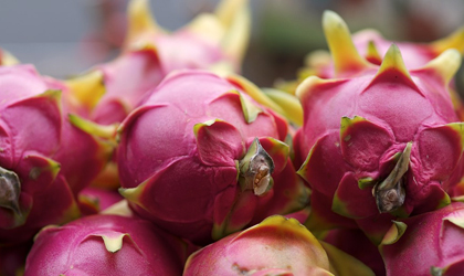 诺普信拟投资1亿元在海南开展热带水果种植业务