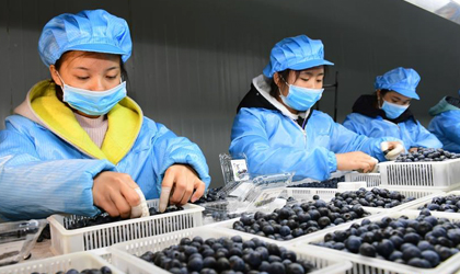 贵州蓝莓2018年产量达3.5万吨 种植规模位居全国首位