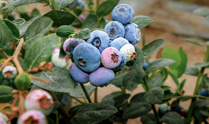 秘鲁蓝莓新品种产量可提升15% 货架期延长有助深入开发亚洲市场
