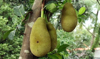 马来西亚农业部积极推动菠萝蜜对华出口