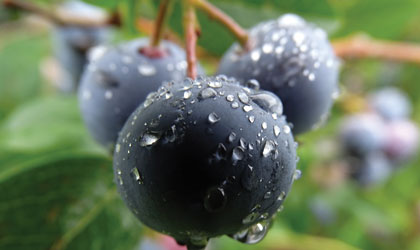 阿根廷蓝莓：出口大幅下跌或低于12000吨 联合智利乌拉圭与秘鲁竞争