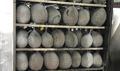 马来西亚榴莲对华出口年内增长30%以上  推行五年计划争取中国榴莲市场10%份额