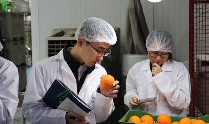 智利柑橘入华协议有望11月签署 中方本周访智开启审核程序