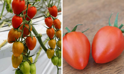 日本番茄莓新品种Opera将亮相亚洲国际果蔬展览会