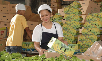 菲律宾香蕉：今年上半年中国进口量增长71.74%   带动总出口增长过半