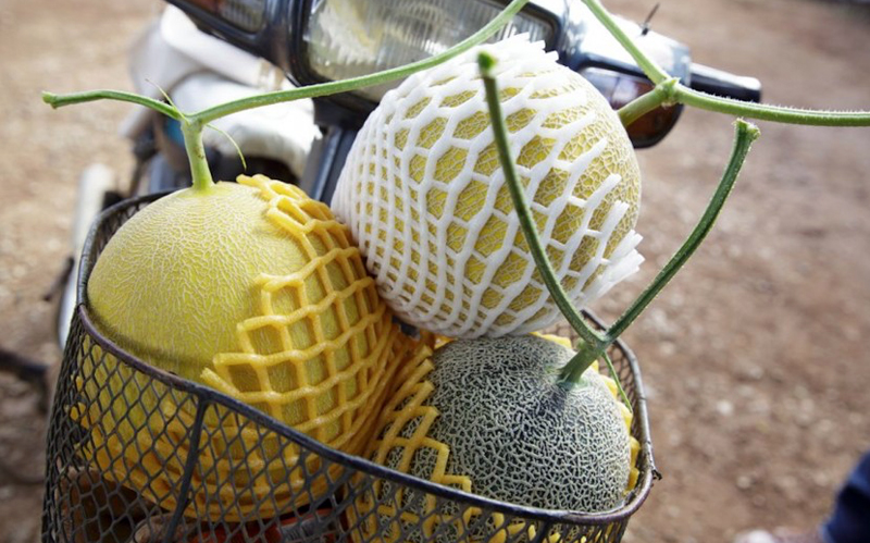 荷兰育种专家瑞克斯旺亮相香港果蔬展 推出三款“亚洲宝石”瓜类新品种