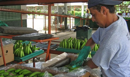 厄瓜多尔香蕉：上半年出口增长8% 中国等市场价格下滑明显