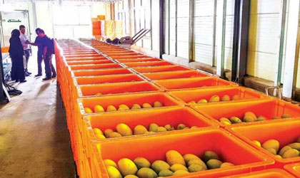 中柬自贸协定本周六生效  芒果等商品关税削减至零