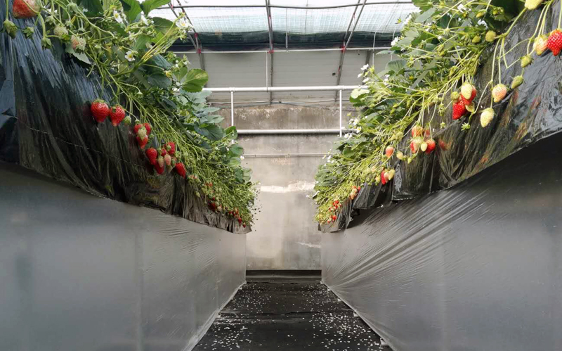 日企在浙打造高端草莓种植基地 11月首批上市每公斤售价超400元