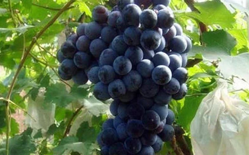 北疆葡萄再次出口澳大利亚 未来引进澳洲葡萄品种在华种植