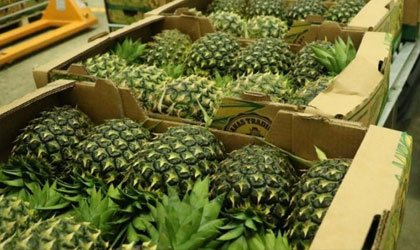 海关发布印度尼西亚鲜食菠萝输华议定书