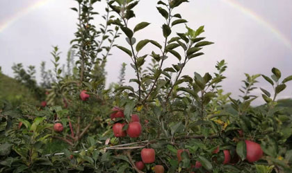 国产苹果新季全面回归正常水平 陕西取代山东成为最大国产苹果产区
