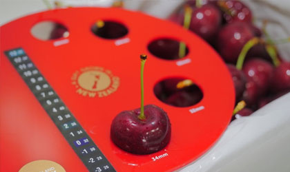 新西兰樱桃季长势利好品质优良 出口商Cherry Corp瞄准中国春节销售