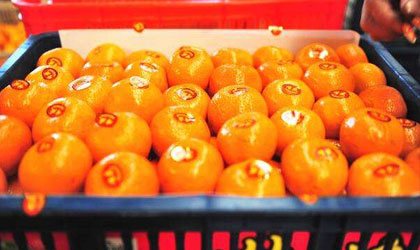 夷陵柑橘获俄罗斯16亿元订单 走出国门综合产值突破27亿