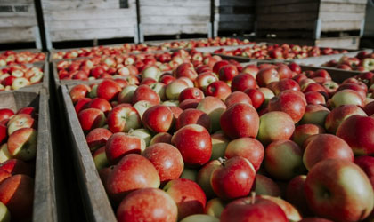 Kanzi苹果本季欧洲丰收在即 抗高温能力强产量品质不凡