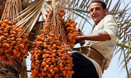 埃及新鲜椰枣获准出口中国 年产量190万吨为全球最大生产国