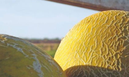 巴西期待增加农产品对华出口  葡萄将为甜瓜后下个入华水果