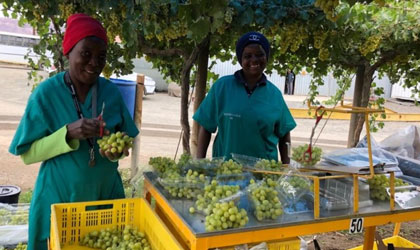 南非鲜食葡萄新出口季开启 天气有利提高水果品质