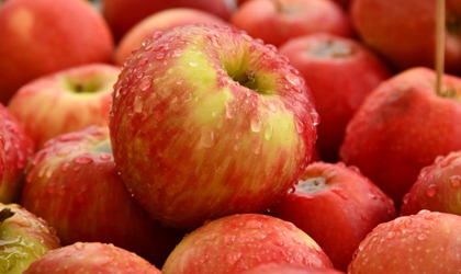 USDA报告：中国苹果产量或达4100万吨 出口或增长30%破100万吨